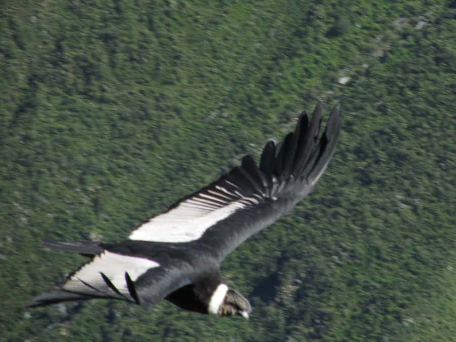Full Day Trip to Colca Canyon from Arequipa ending in Puno - Key points to know before booking