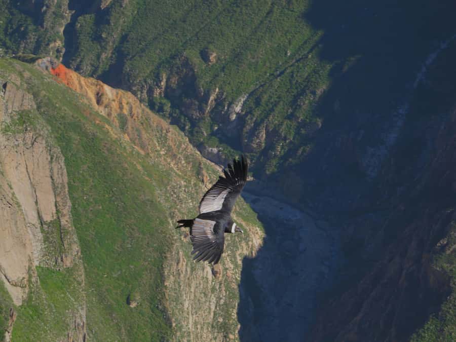 Full Day Trip to Colca Canyon from Arequipa ending in Puno - Who will appreciate this 16-hour day?