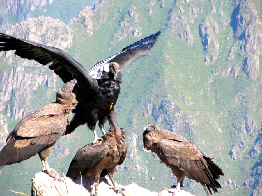 Full Day Trip to Colca Canyon from Arequipa ending in Puno - Cruz del Condor and the great drop of Colca
