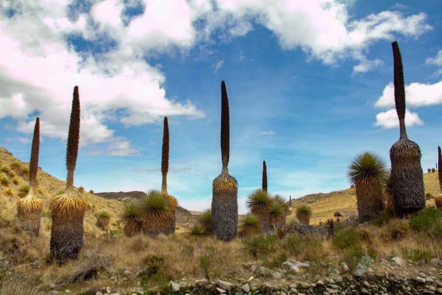 Huaraz-Excursion to the Pastoruri Snows and Puyas Raymondi - From Huaraz to Pumapampa’s hot springs