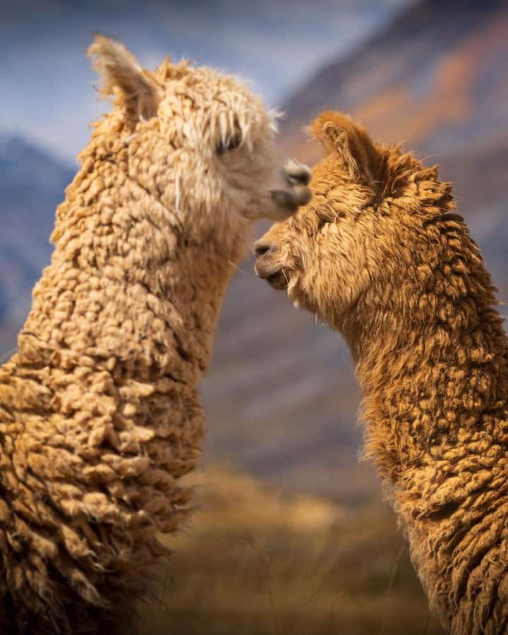 Huaraz: Laguna 69 | Cordillera Blanca | Hike to Lake 69 - Key points to know before booking