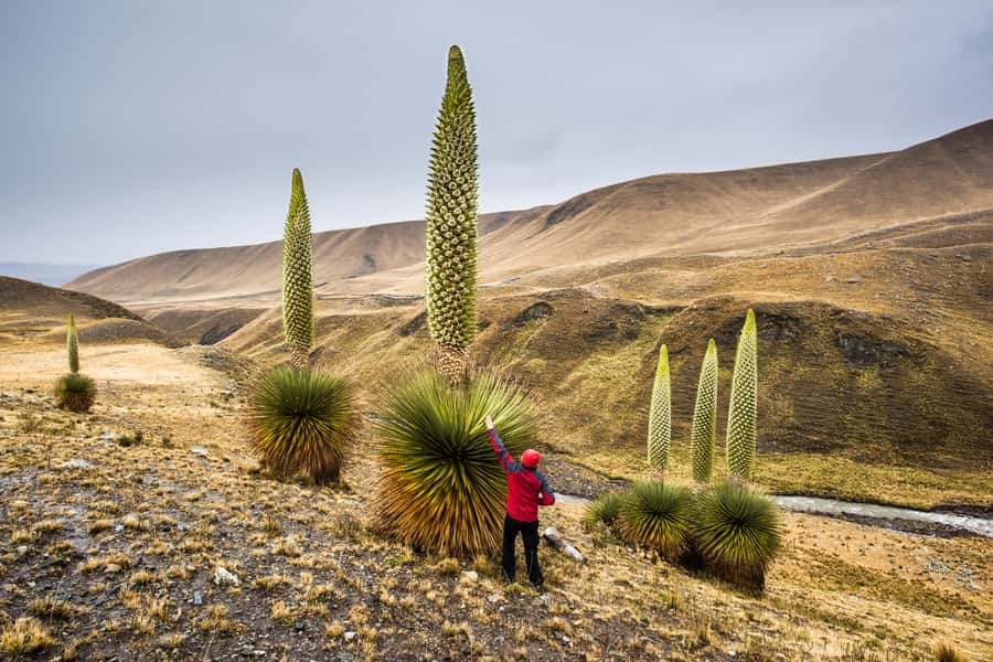 Huaraz: Pastoruri Glacier Day Trip - Key points to know before booking