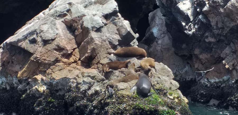 Ica: Ballestas Island & Paracas Reserve Private Tour - The Cathedral and the shape of a changed coast
