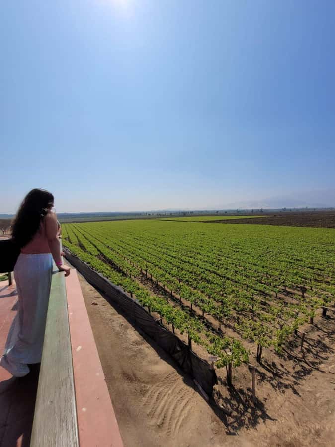 ICA: Pisco and Wine Route with tasting in 03 Wineries - Pickup from Ica or Huacachina