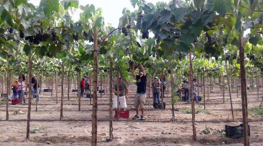 Ica: Tacama Winery and Pisco Tasting Tour with Hotel Pickup - Who will get the most from this tour