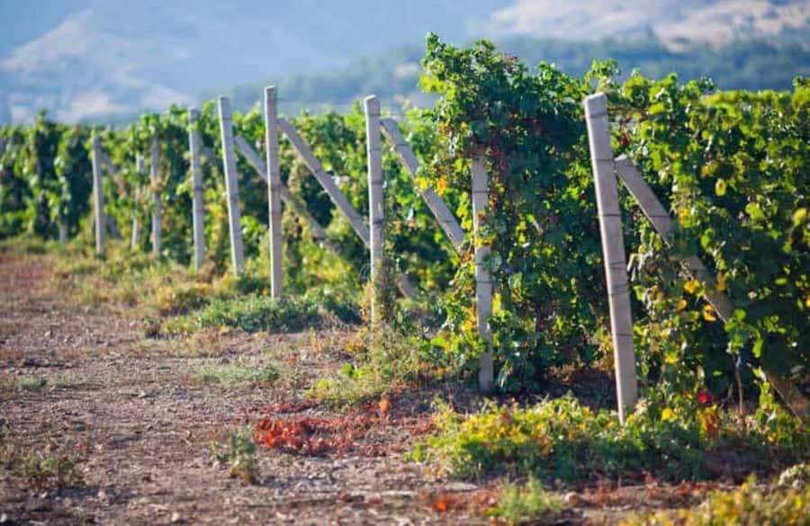 Ica: Winery Tour with Pisco and Wine Tasting - Why Pisco Makes Ica Worth Visiting