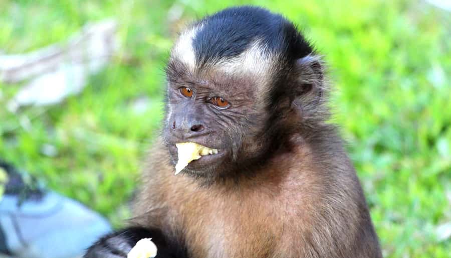Iquitos: 2 Days and 1 Night Guided Amazon Jungle Tour - The rainforest lodge and its 26-meter lookout