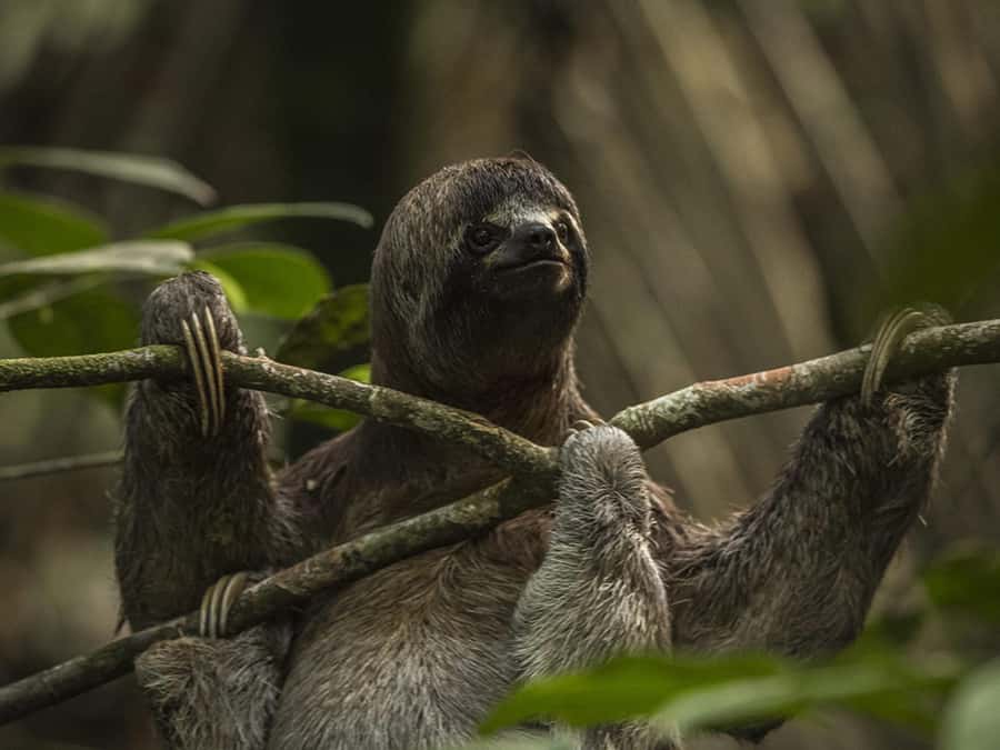 Iquitos: 2 Days and 1 Night Guided Amazon Jungle Tour - Fundo Pedrito and its rescued animals