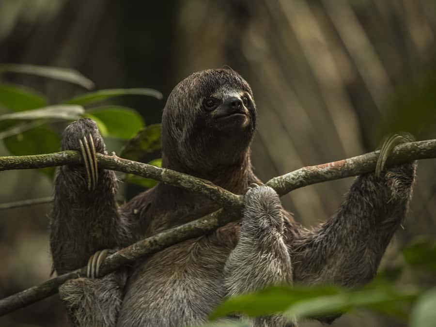 Iquitos: 3 Days and 2 Nights Guided Amazon Jungle Tour - Lodge comforts and jungle limits