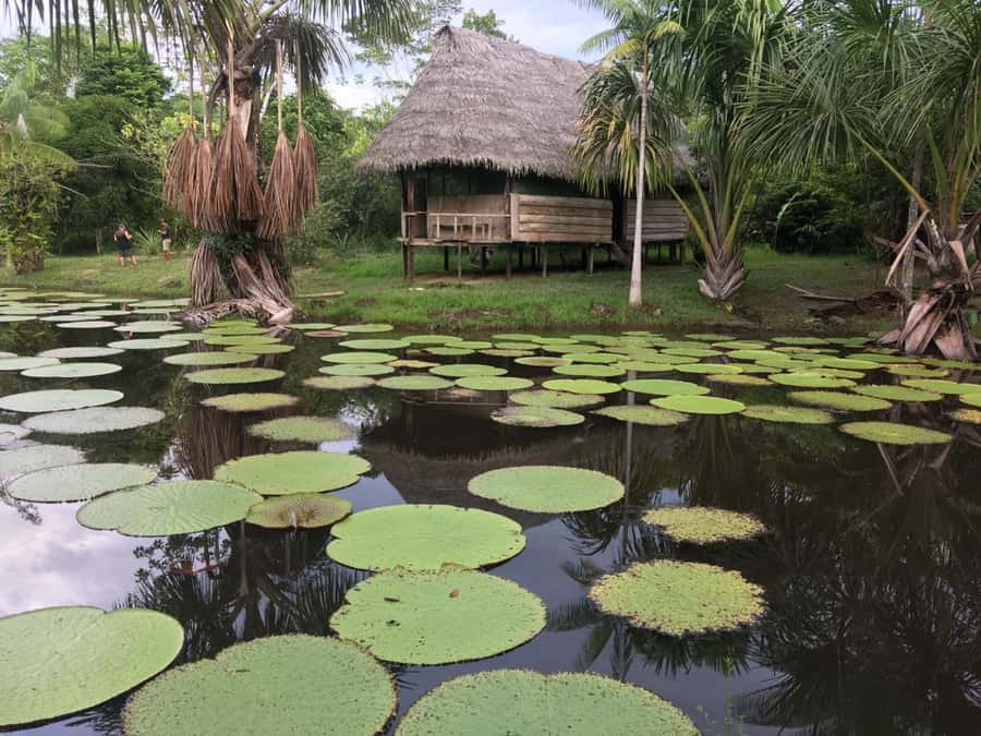 Iquitos: 3 Days and 2 Nights Guided Amazon Jungle Tour - Nightfall in the forest