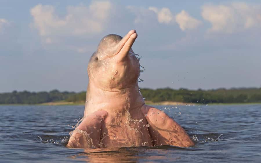 Iquitos: 3 Days and 2 Nights Guided Amazon Jungle Tour - Fundo Pedrito and the first wildlife stop