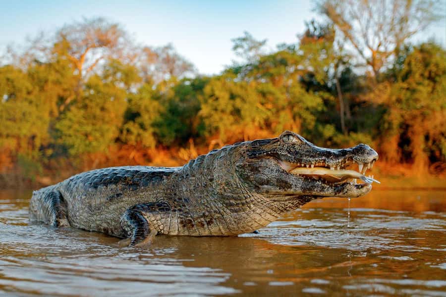Iquitos: 5 Days inside the Rainforest | Amazon Jungle Tour - Monkey Island, jungle lunch, and the first night
