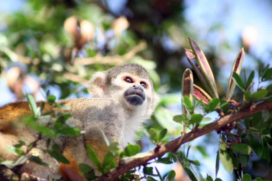 Iquitos: 5 Days inside the Rainforest | Amazon Jungle Tour - The Yaguas and the village of Fátima