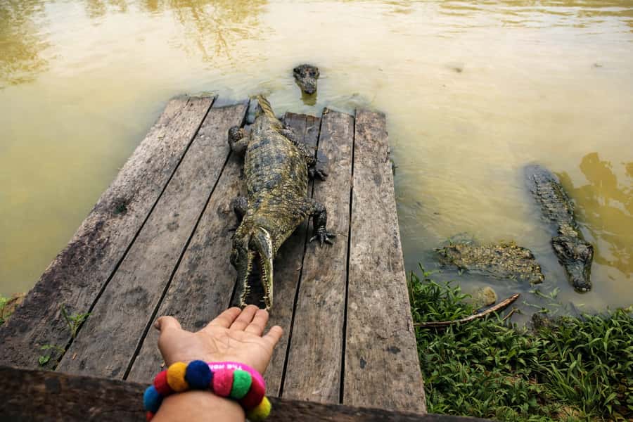 Iquitos: 6-Hour Wonderful Wildlife Guided Tour - The Amazon viewpoint and hammock break