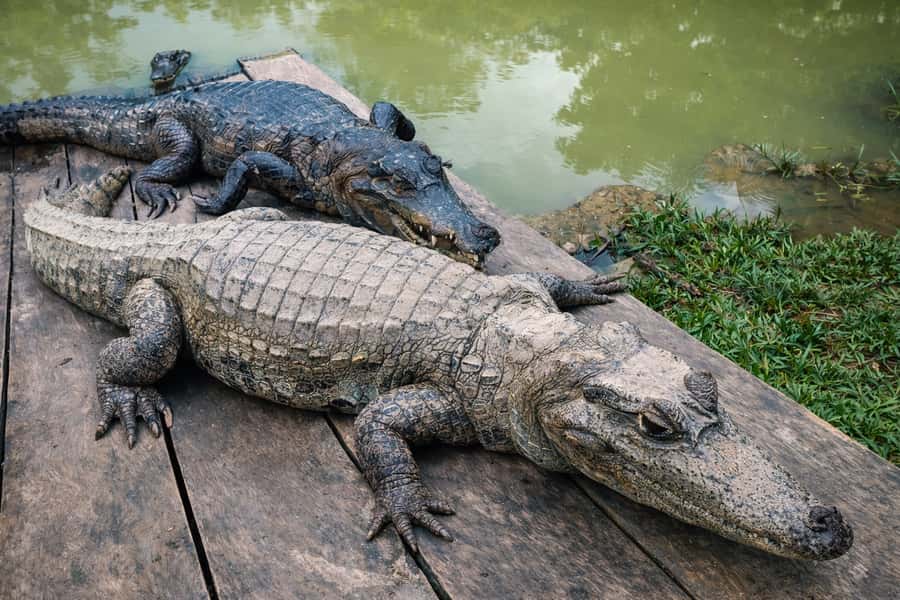 Iquitos: 6-Hour Wonderful Wildlife Guided Tour - What the boat schedule means for you