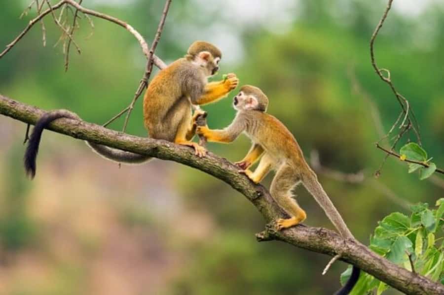 Iquitos: Amazon Jungle in 2 Days: Adventure and Expedition - Wildlife at the rescue center