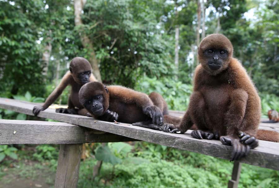 Iquitos : Full Day Excursion to Monkey Island - Setting out along the Itaya and Amazon