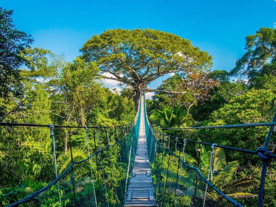 Iquitos: Full Day Tour in the Jungle | Amazon Safari - Key points to know before booking