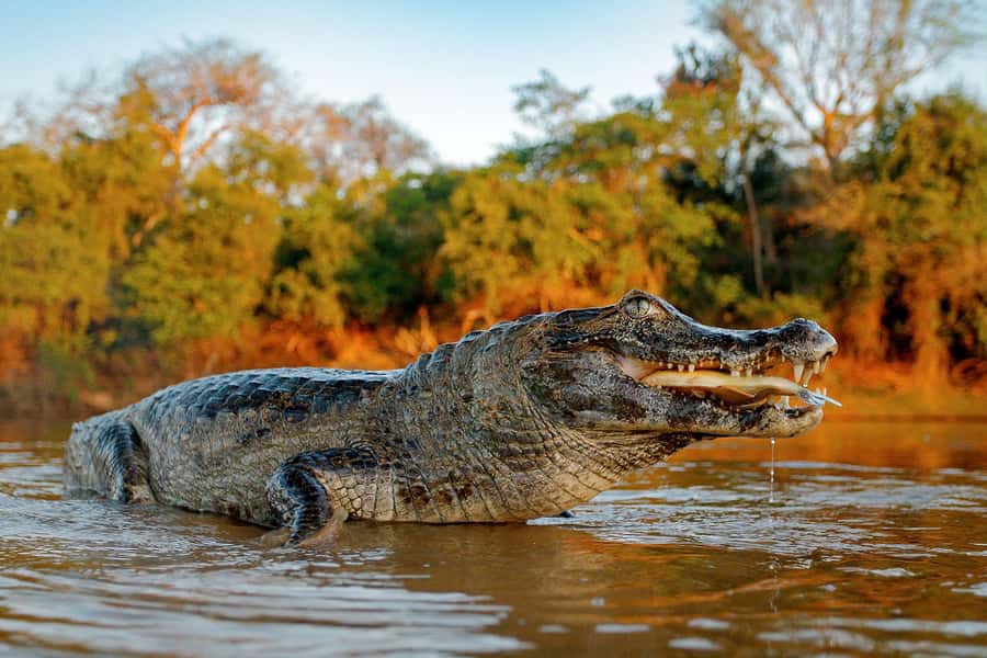 Iquitos: Full Day Tour in the Jungle | Amazon Safari - Meeting the Kukama community