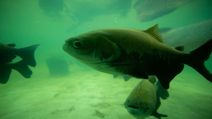 Iquitos: Piranha Fishing Experience in the Amazon jungle - Who should book this piranha fishing trip?