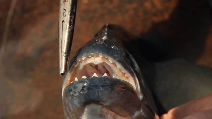 Iquitos: Piranha Fishing Experience in the Amazon jungle - Fishing where the Itaya meets the Amazon