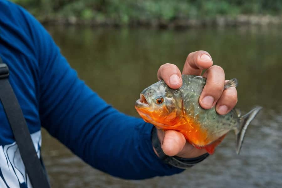 Iquitos to the Amazon: 2-Day Jungle & Wildlife Experience - What to pack for two days in the forest