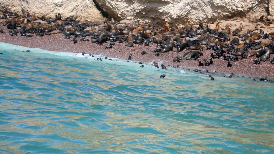 Lima: Ballestas & Huacachina Day Trip w/ Nazca Lines Flight - FAQ