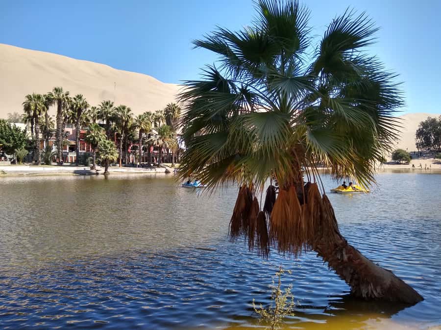 Lima: Ballestas Islands, Huacachina Oasis & Nazca Lines Tour - Who should book this experience
