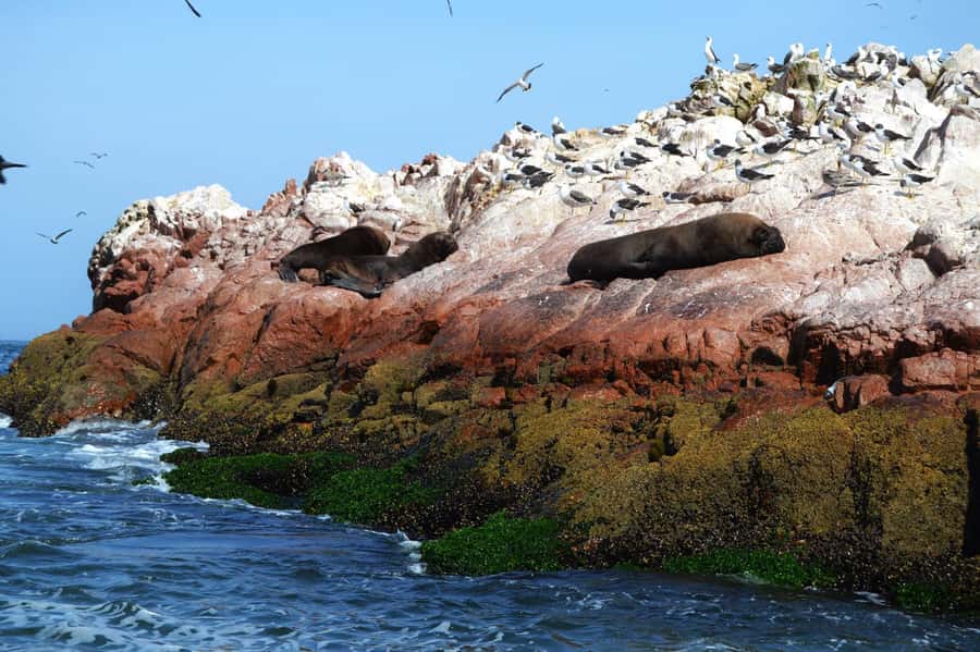 Lima: Ballestas Islands, Winery and Nazca Lines Private Tour - Chincha Alta wine and pisco tasting