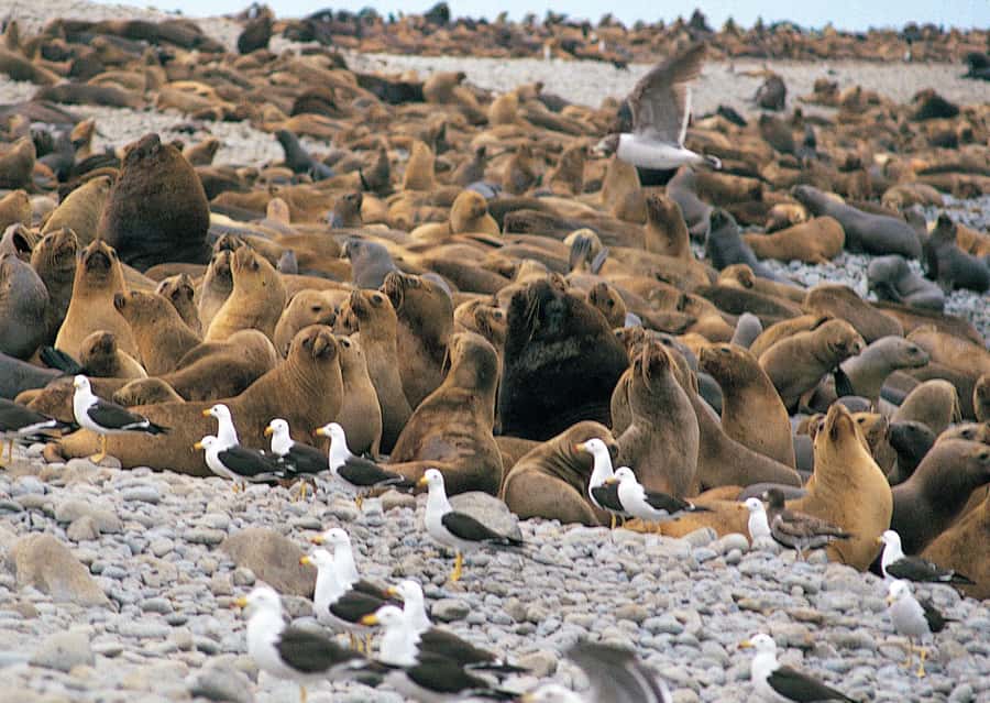 Lima: Ballestas Islands, Winery and Nazca Lines Private Tour - Ballestas Islands: wildlife before breakfast