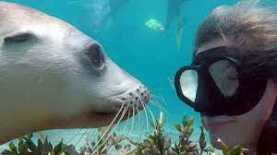 Lima | Islas Palomino Tour | Swim with Sea Lions - Why the Palomino Islands trip is worth your time