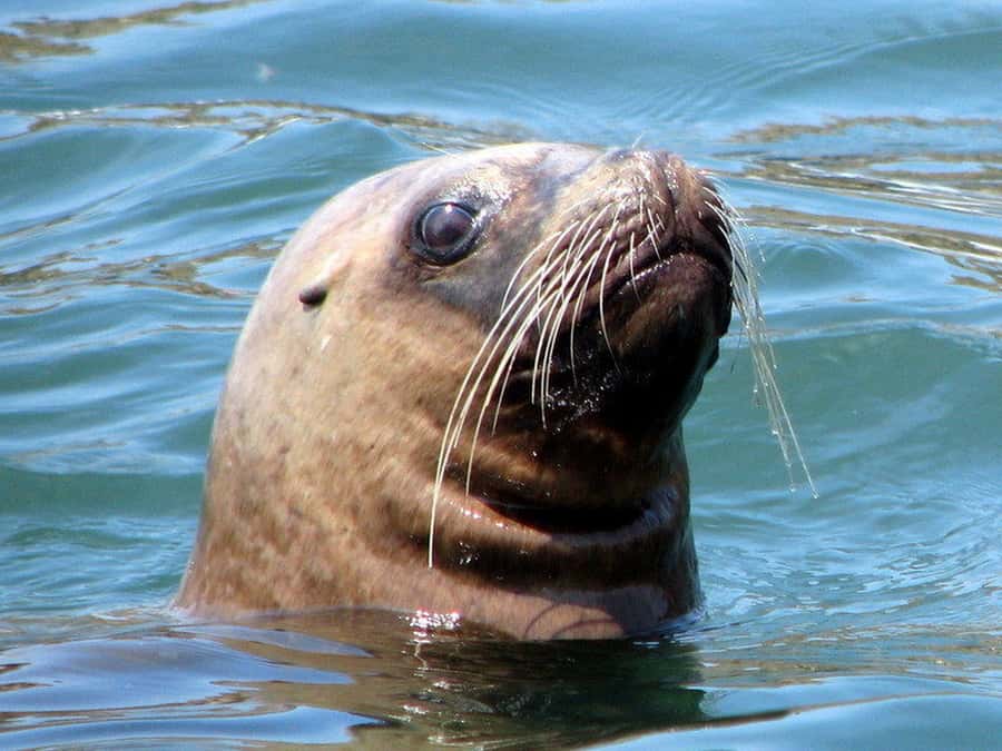 Lima | Islas Palomino Tour | Swim with Sea Lions - What the three-hour route feels like