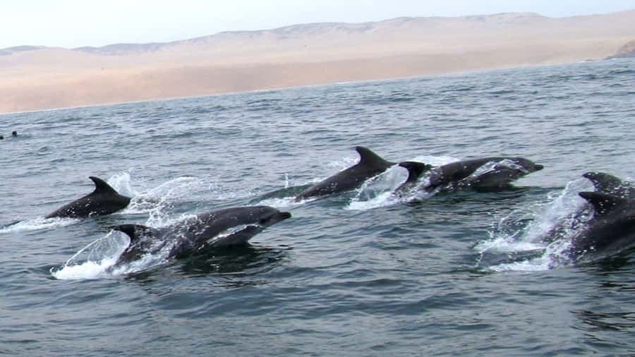 Lima | Islas Palomino Tour | Swim with Sea Lions - Guides, safety, and the practical side of swimming