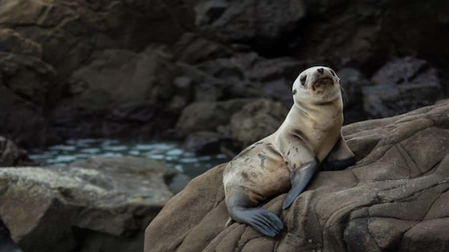 Lima | Islas Palomino Tour | Swim with Sea Lions - What to do after the boat returns to La Punta