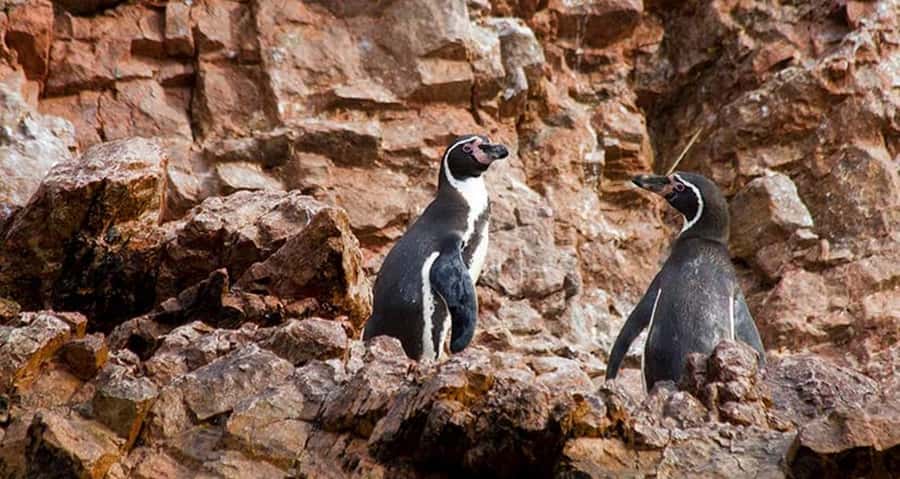 Lima | Islas Palomino Tour | Swim with Sea Lions - Who should book this sea lion swim?