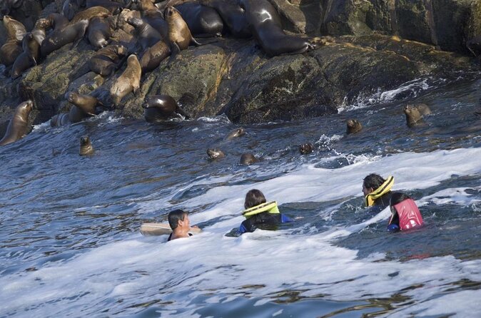 Lima: Palomino Islands Excursion & Swimming with Sea Lions with Hotel Transfers - From Your Lima Hotel to Callao Harbor