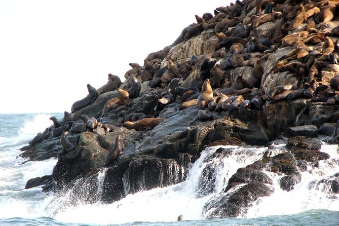 Lima: Palomino Islands Excursion & Swimming with Sea Lions with Hotel Transfers - Should You Book the Palomino Islands Tour?