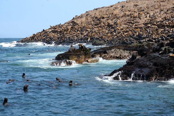 Lima: Palomino Islands Excursion & Swimming with Sea Lions with Hotel Transfers - FAQ