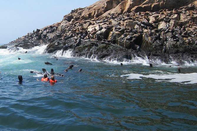 Lima: Palomino Islands Excursion & Swimming with Sea Lions with Hotel Transfers - Getting Ready for the Sea Lion Swim