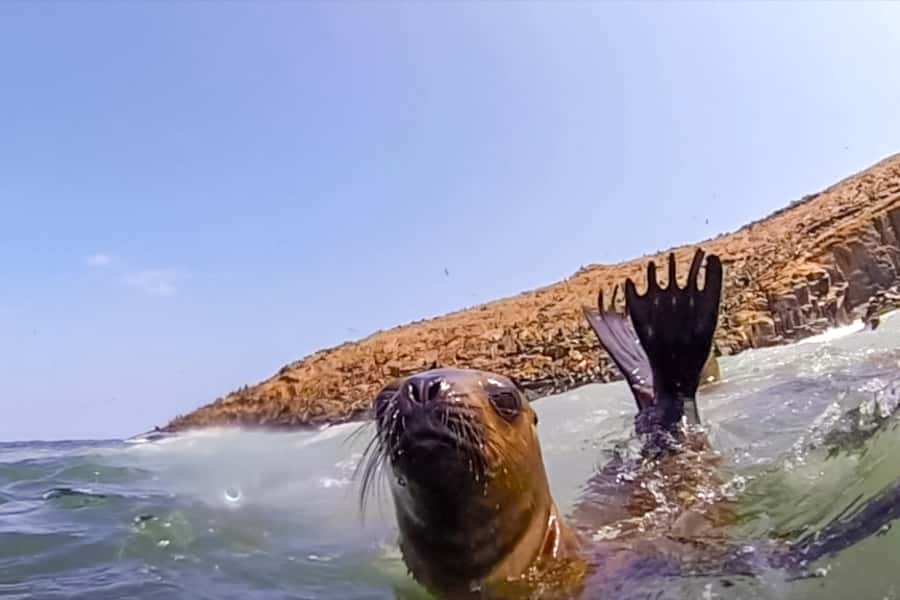 Lima: Palomino Islands Speedboat Tour & Swim with Sea Lions - Sea Lions in the Pacific, Minutes from Lima
