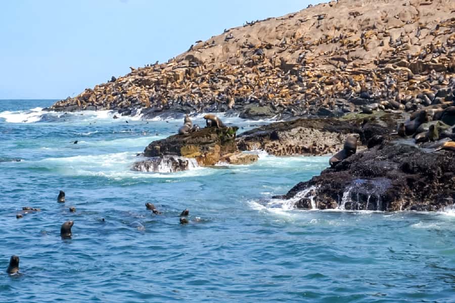 Lima: Palomino Islands Speedboat Tour & Swim with Sea Lions - Final Booking Advice for the Palomino Islands