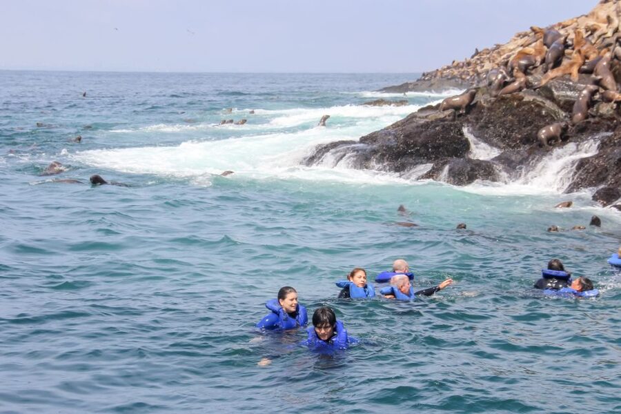 Lima: Palomino Islands Speedboat Tour & Swim with Sea Lions - Birds, Penguins, and the Working Pacific Coast