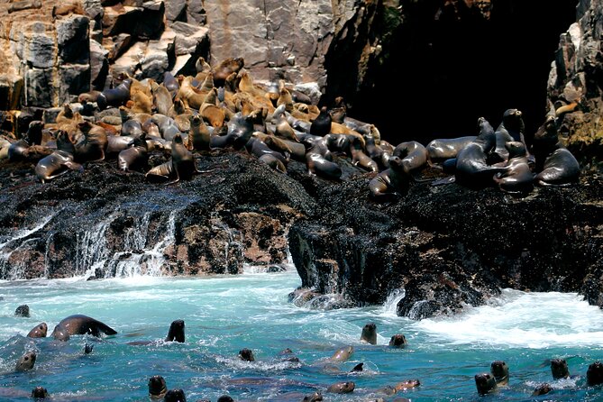 Lima Peru Sea Lions, History and Palomino Callao Islands - Key points before you book