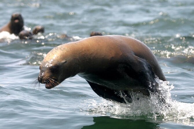 Lima Peru Sea Lions, History and Palomino Callao Islands - San Lorenzo, Frontón, Cavinzas, and Palomino