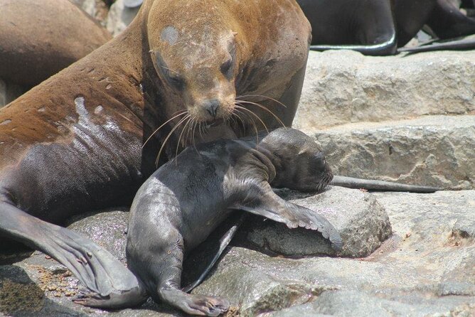Lima Peru Sea Lions, History and Palomino Callao Islands - Humboldt penguins, guano birds, and the birdlife