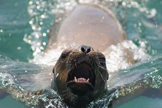 Lima Peru Sea Lions, History and Palomino Callao Islands - The speedboat ride toward the islands
