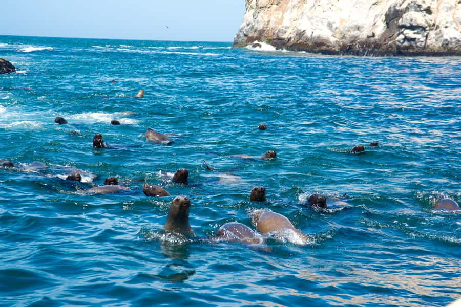 Lima: Sea Lion Swim and Wildlife Palomino Islands Cruise - Setting Out From La Punta