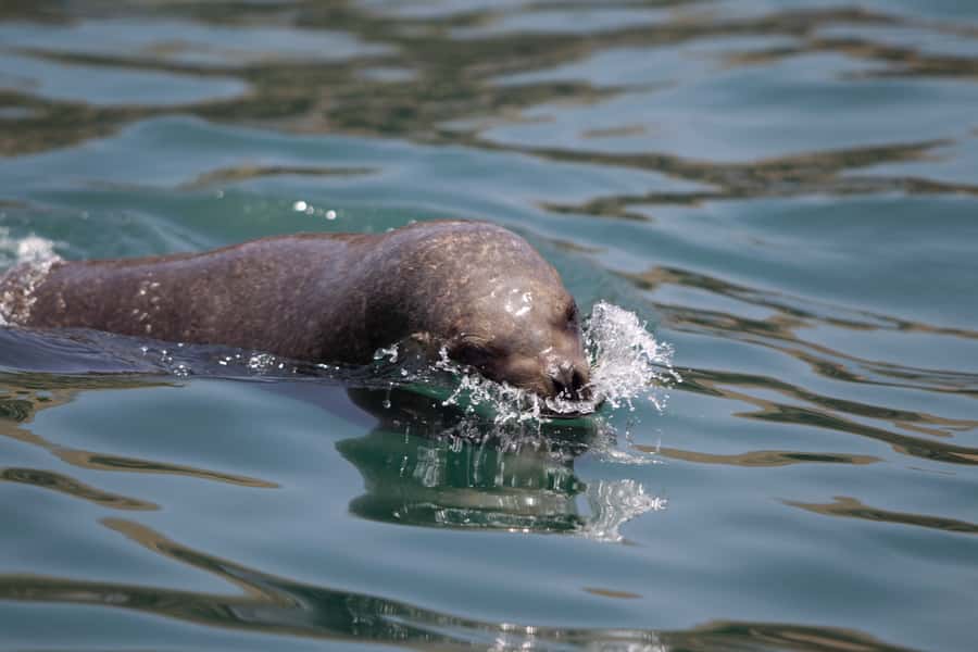 Lima: Sea Lion Swim and Wildlife Palomino Islands Cruise - San Lorenzo Island and Lima’s Pacific Past