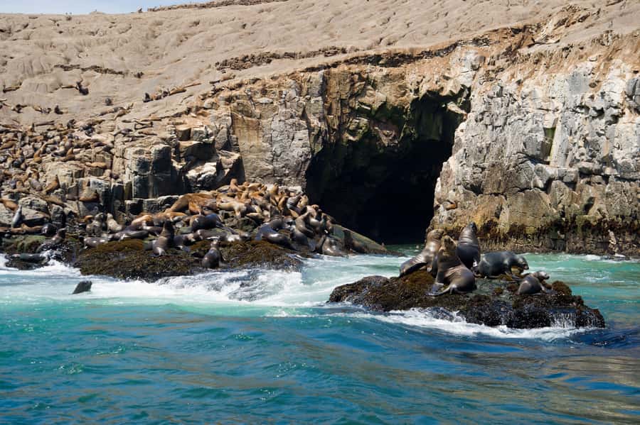 Lima: Sea Lion Swim and Wildlife Palomino Islands Cruise - Birdwatching Around the Islets
