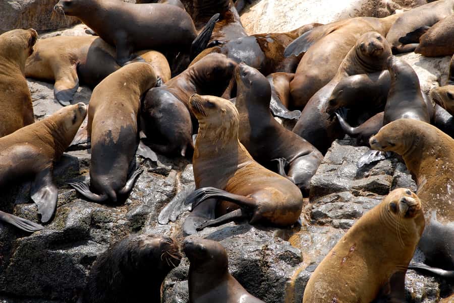 Lima: Sea Lion Swim and Wildlife Palomino Islands Cruise - What the $76 Price Really Covers